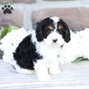 Cruize, Cavapoo Puppy
